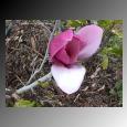 magnolia link: click to read excerpts from Transforming Moments; The Miracle Workbook